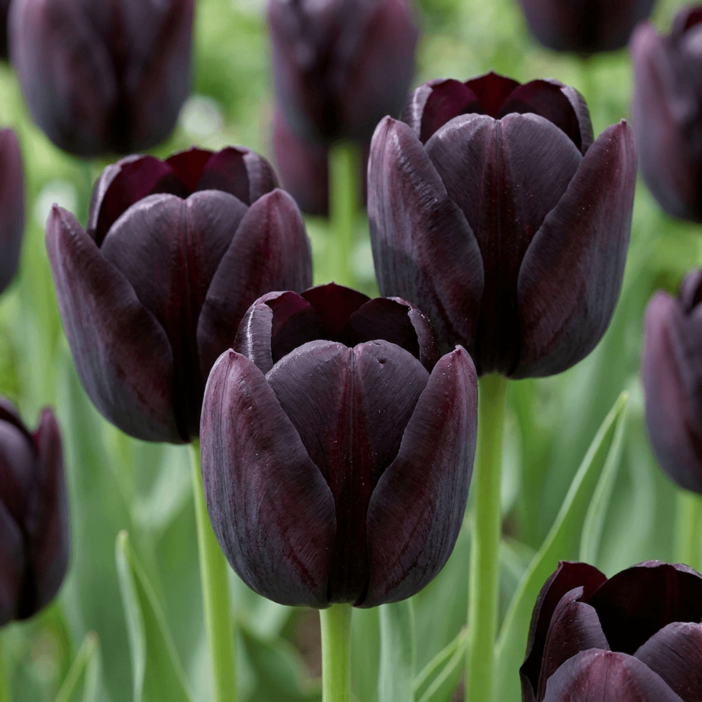 Tulipe noire (tulipa) - floraison printanière - calibre 10/11 - 280 bulbes