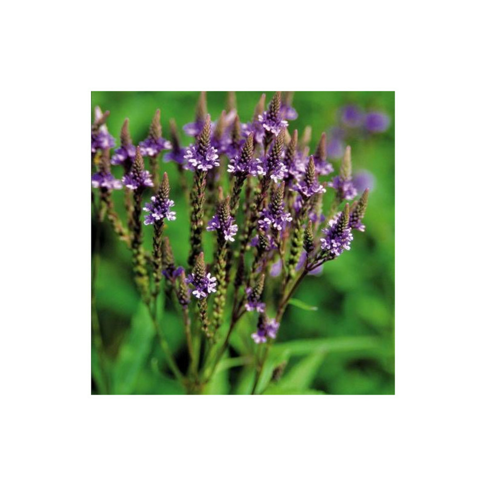 Verveine hastée blue spires godet - 5/20 cm