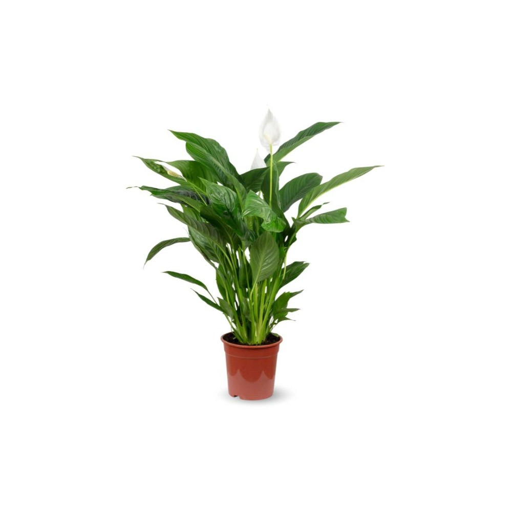 Spathiphyllum - fleur de lune - ↕ 50-60 cm - ⌀ 14 cm - plante d'intérieur