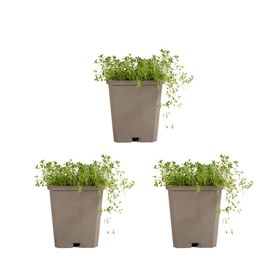 Lot de 3 - thymus albiflorus - thym rampant - h. 10-20 cm