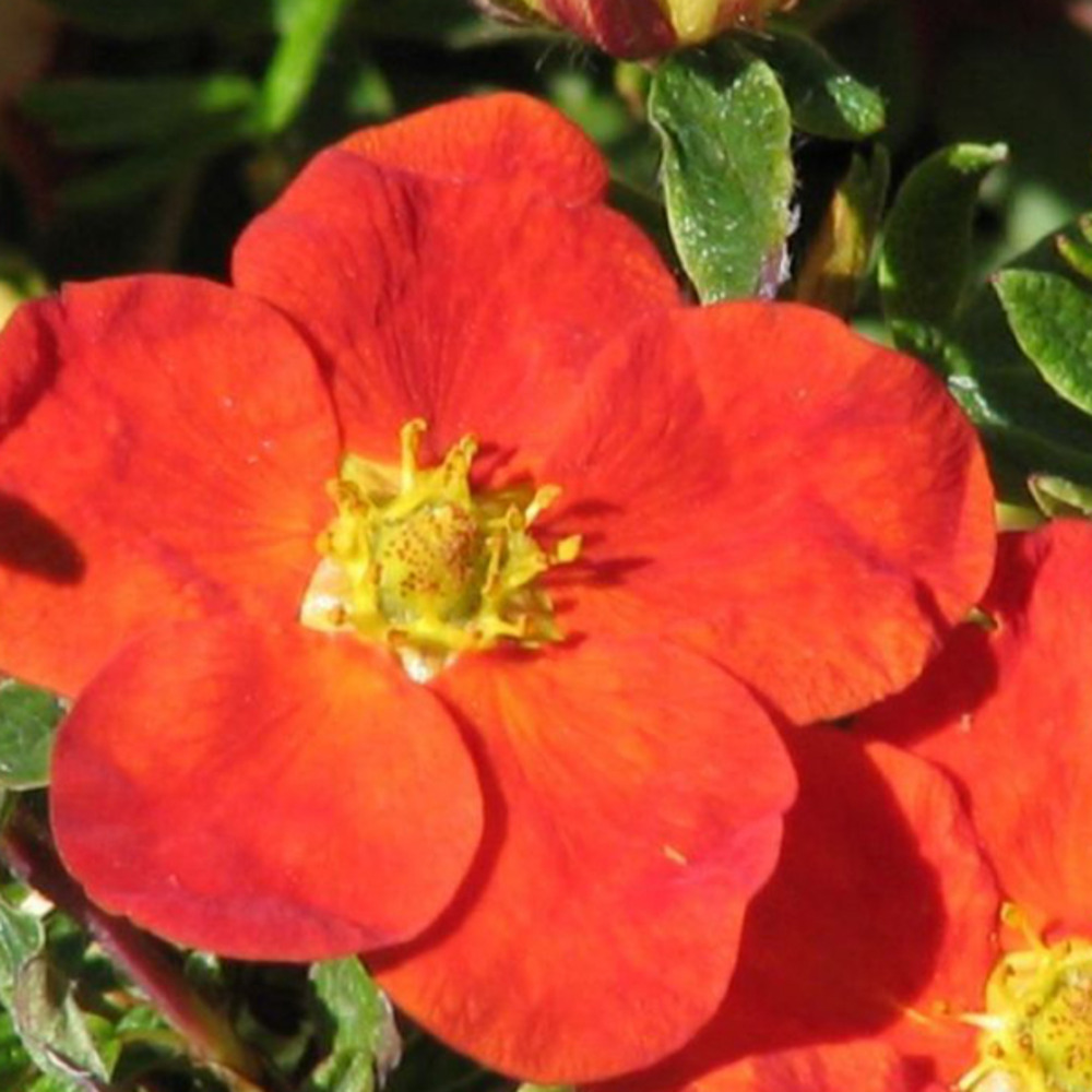 2 x potentille arbustive 'red ace' - potentilla fruticosa 'red ace' - 20-25 cm pot