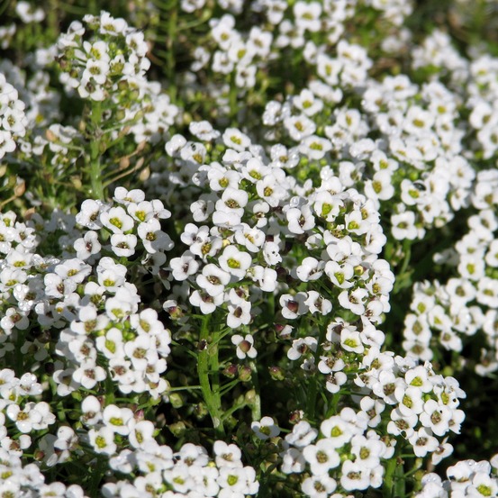 Alysse odorante 'carpet of snow' sachet de 1g