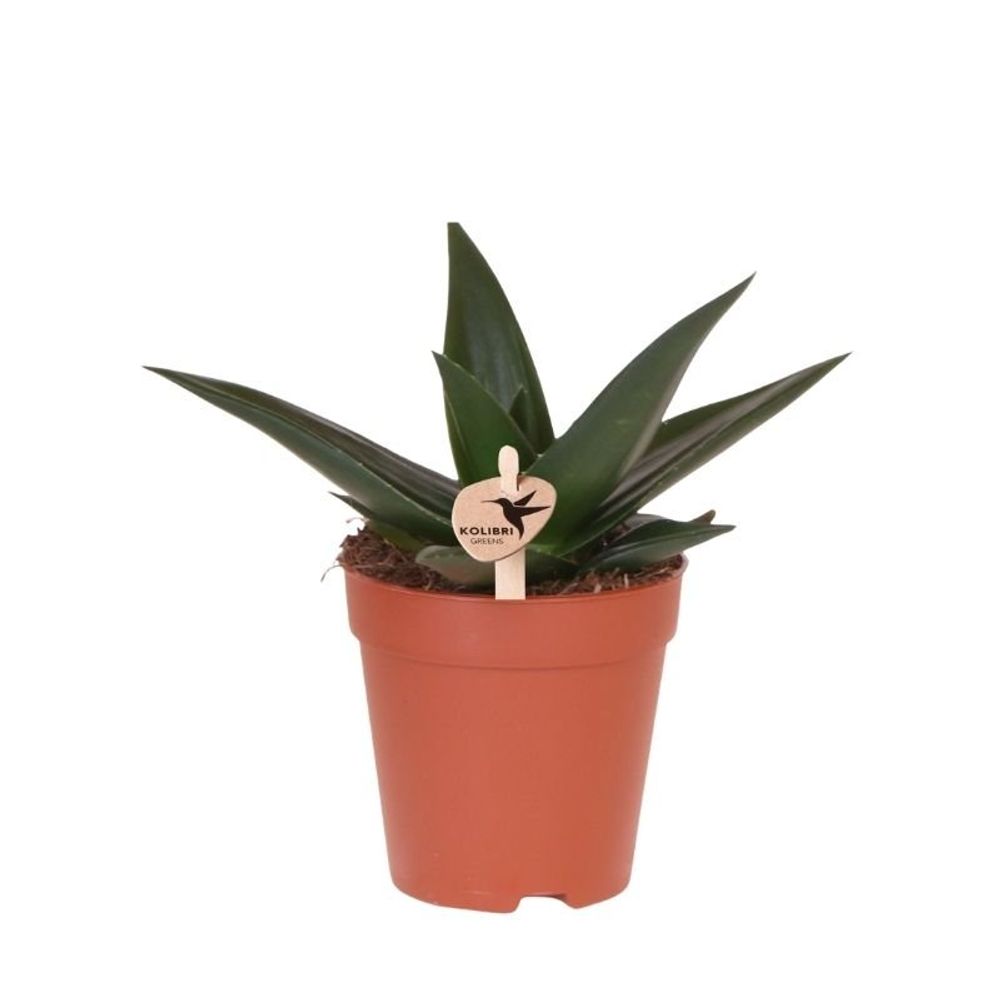 Succulente haworthia limifolia - ø9cm - ↕20cm - plantes d'intérieur