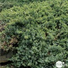 Juniperus chinensis 'blue alps':pot 4l