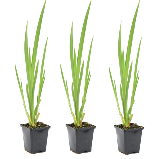 Lot de 3 - iris pseudacorus - iris jaune - plantes de bassin - hauteur 20-30 cm - pot 9 cm