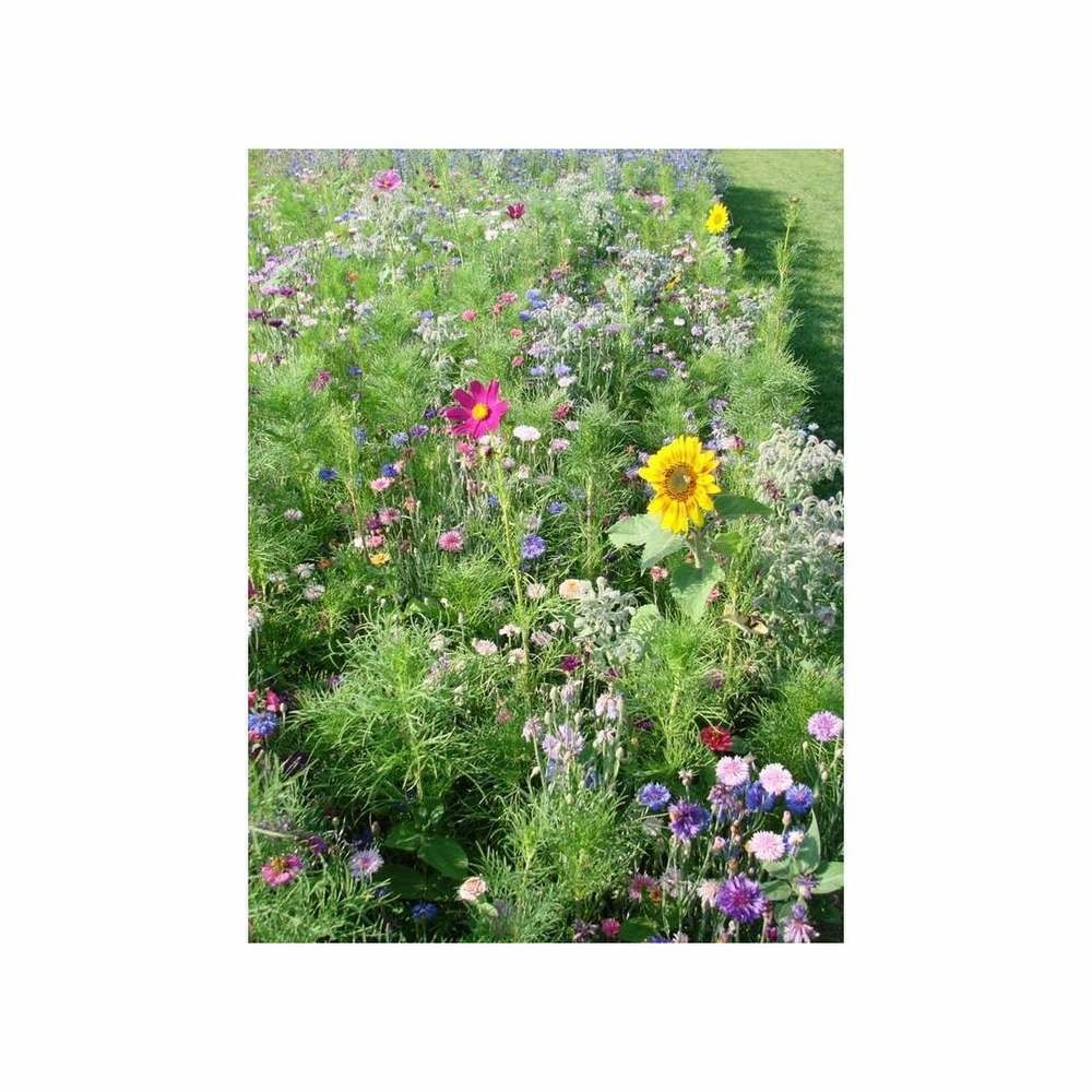 Fleurs mellifères en mélange