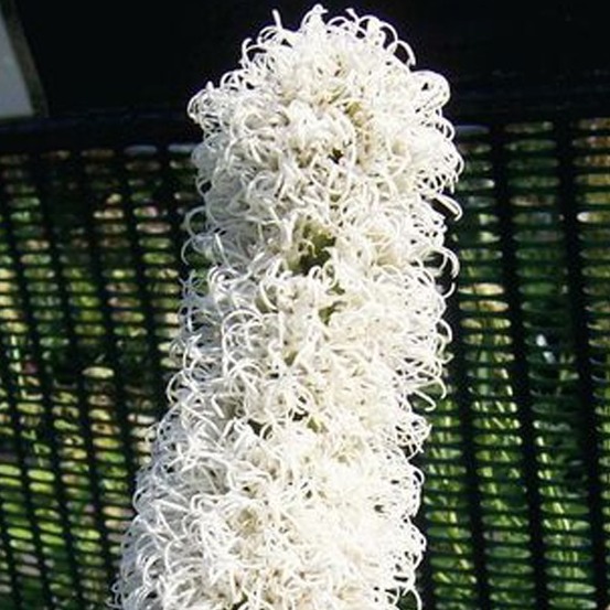 6 x liatride, plume du kansas - liatris spicata 'floristan weiss' - godet 9cm x 9cm