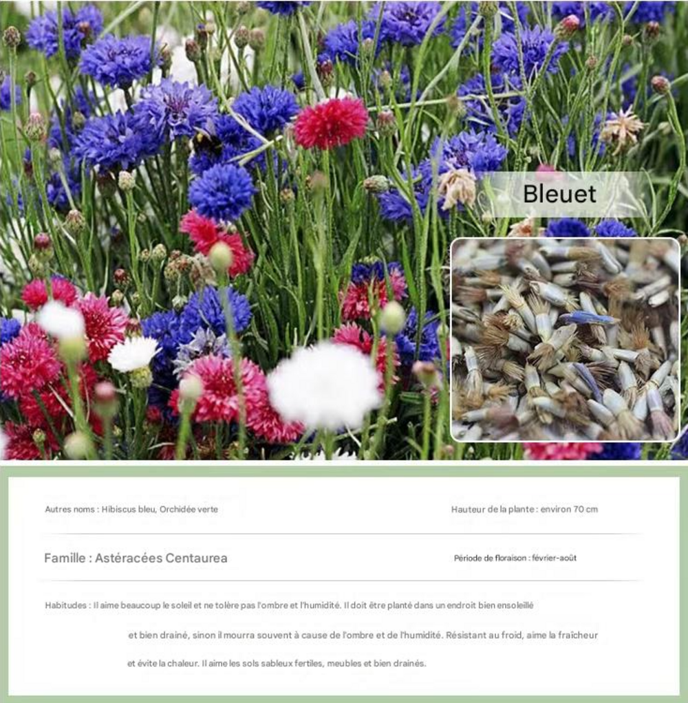 Dtopbuyage - graines de bleuet 100 gélules