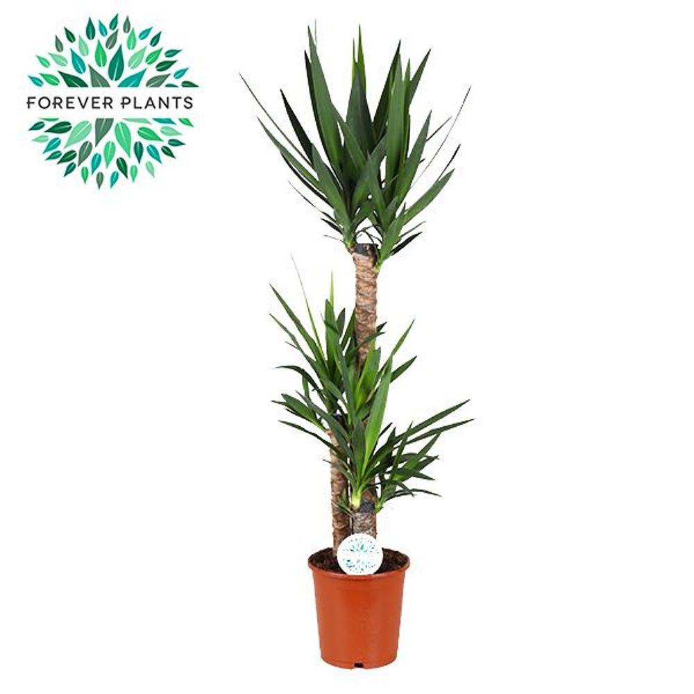 Yucca - ø24cm - ↕125cm - plantes d'intérieur