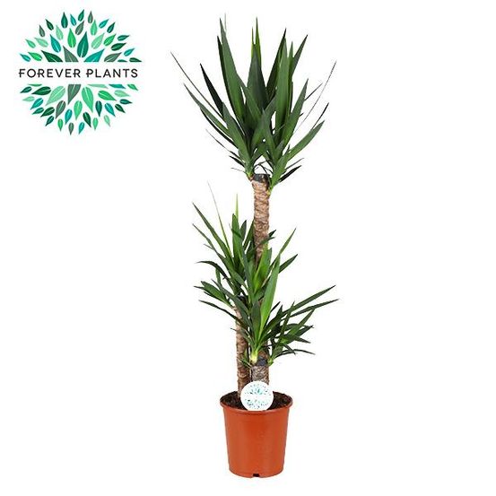 Yucca - ø24cm - ↕125cm - plantes d'intérieur