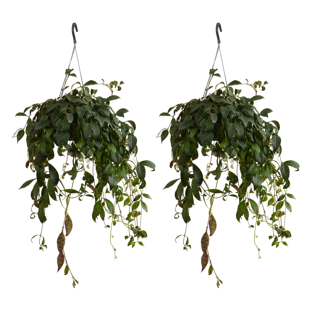 Lot de 2 aeschynanthus marmoratus - plante rouge à lèvres - 30-40 cm - pot 17 cm