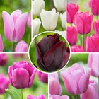 Tulipa pastel mix - bulbes de tulipes mélange x40 - bulbes à fleurs