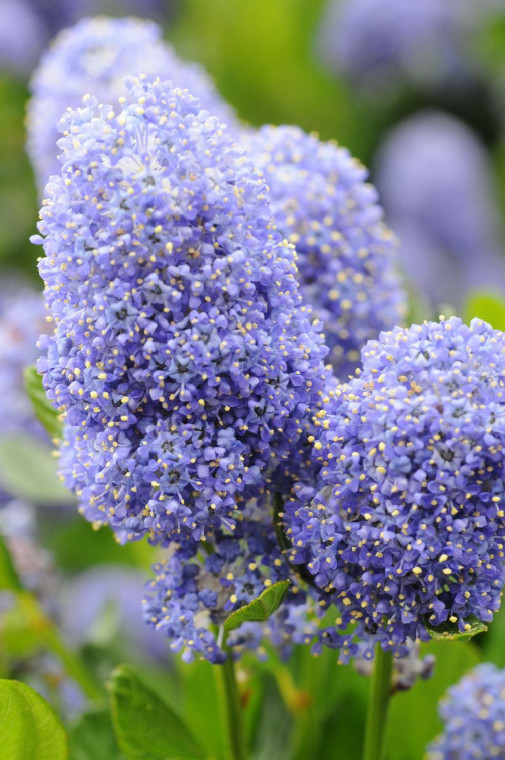 Lilas de californie 'skylark' - en pot de 3 litres