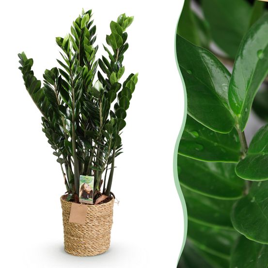 Zamioculcas - zz-plant - plantes d'intérieur