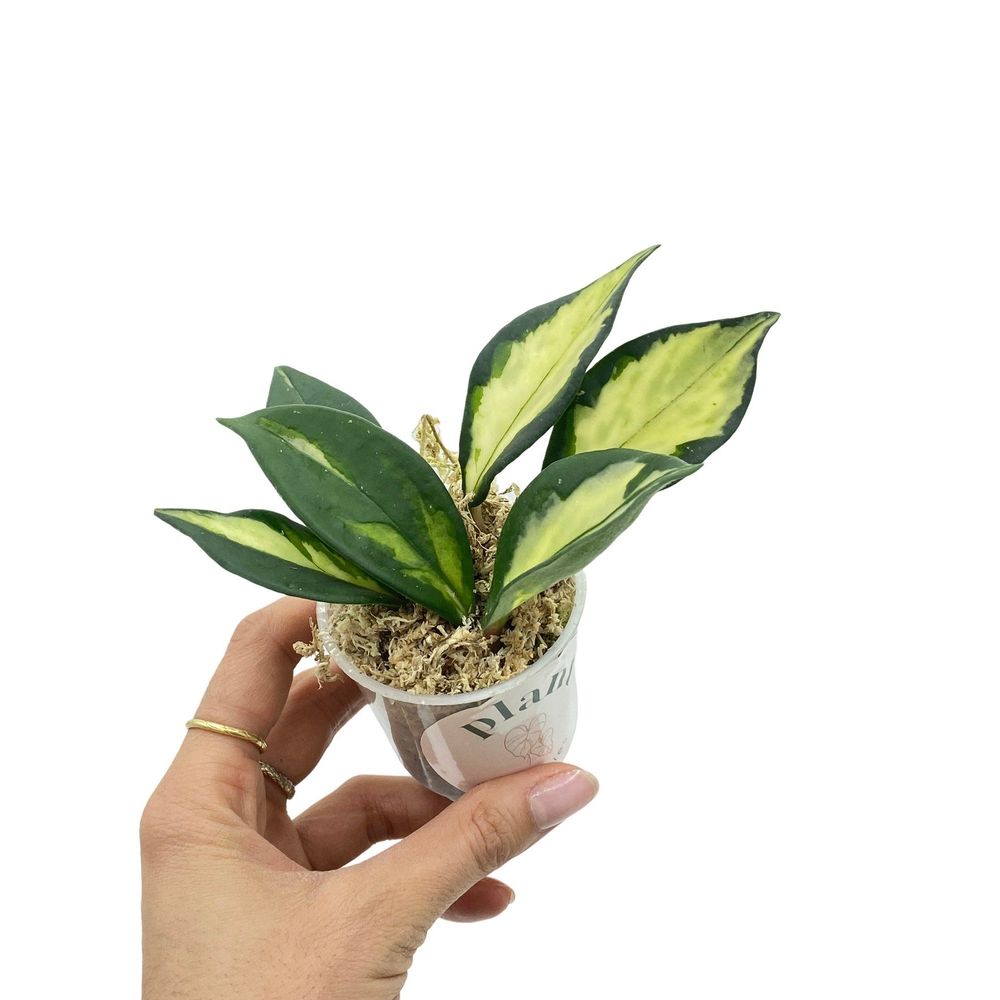 Hoya carnosa krimson princess - pot de 6cm - plantes d'intérieur