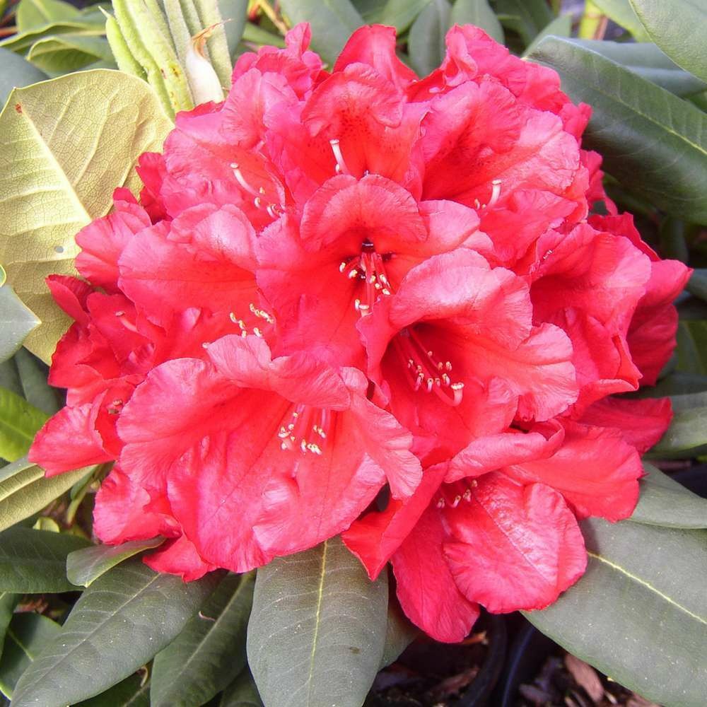 Rhododendron x 'leo':conteneur 25l