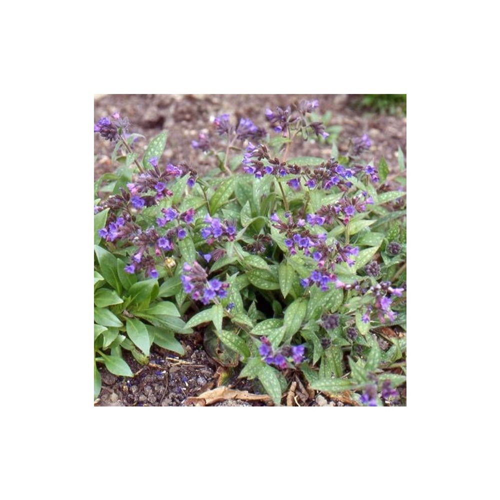 Pulmonaire mrs moon lot de 5 godets