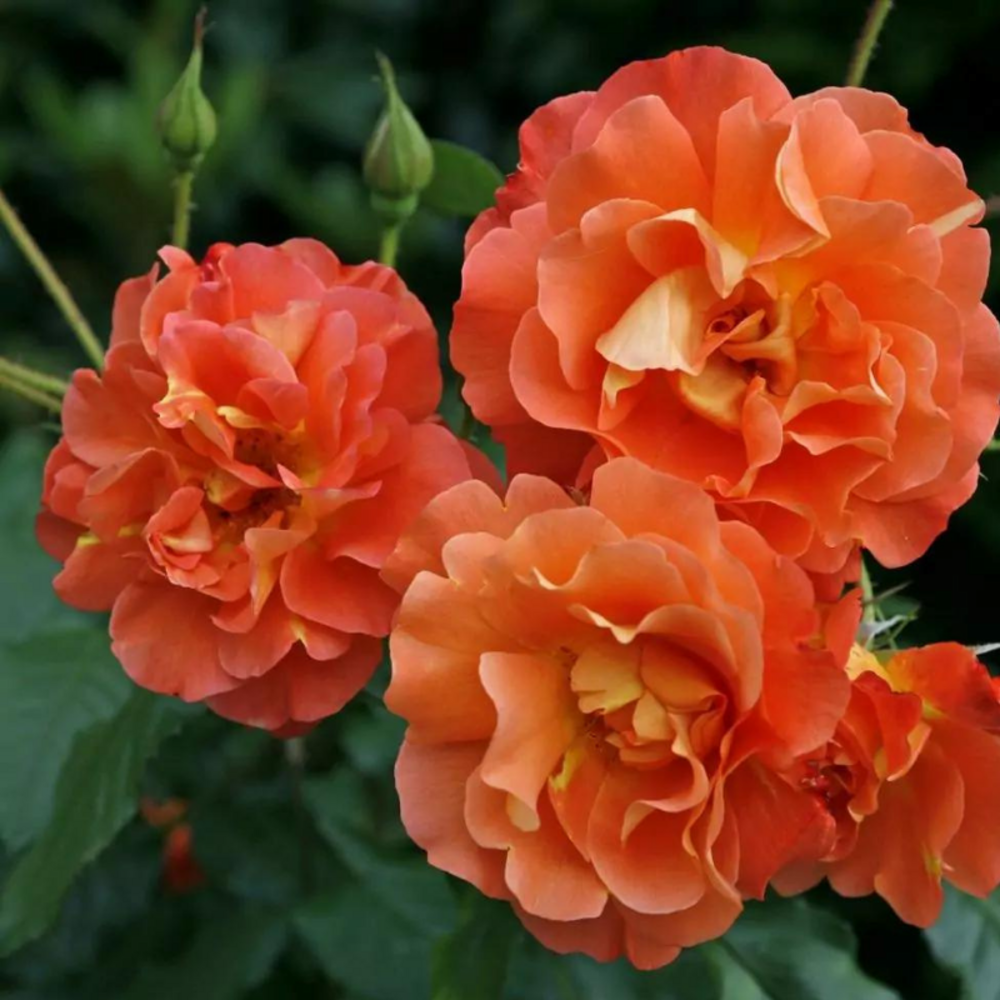 Rosier arbustif orange très parfumé grimpant westerland