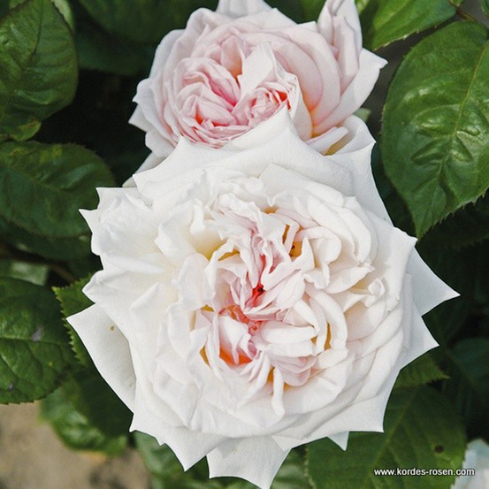 Kordes parfuma® rosier - rosa 'madame anisette'®