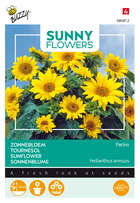 Buzzy sunny flowers, tournesol pacino gold