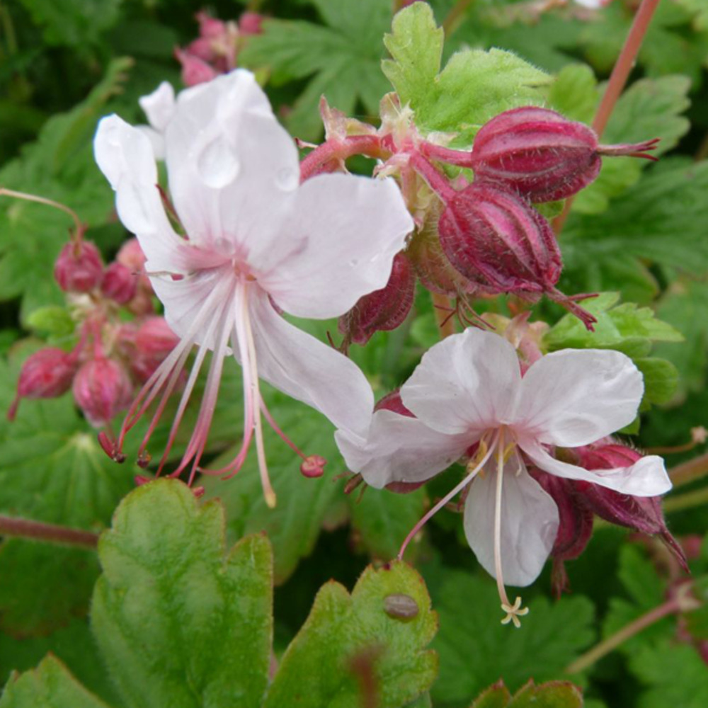 Geranium Macrorrhizum 'Spessart' - Perennial Rhizomatosa Vase 9 x 9 cm Geranium Macrorrhizum 'Spessart' - Perennial Rhizomatosa Vase 9 x 9 cm