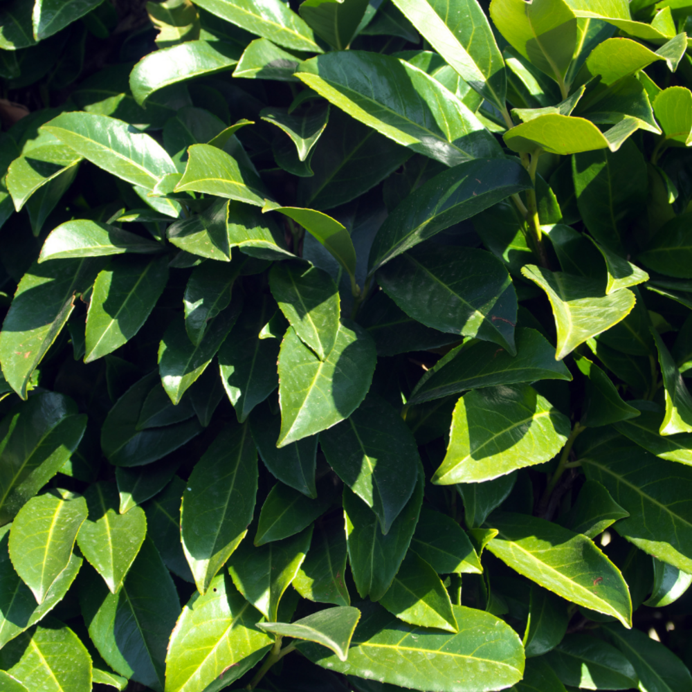 Laurier cerise mount vernon - prunus laurocerasus mount vernon 30cm en pot