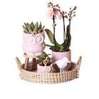 Ensemble de vie d'intérieur avec plantes d'intérieur faciles d'entretien - y compris décoration - prix tout compris "set romantic"