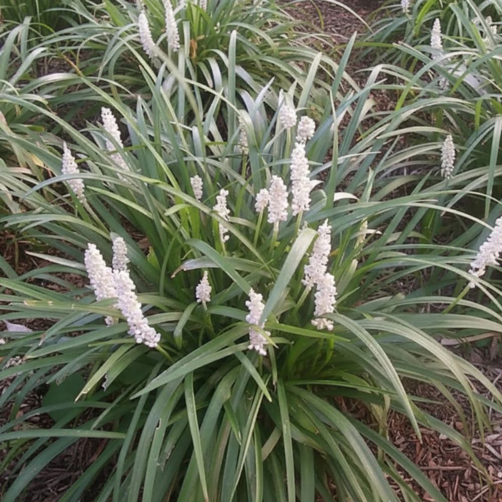 Liriope muscari monroe white lot de 3 godets