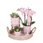 Ensemble de plantes Romance | Plantes vertes avec orchidée phalaenopsis rose, y compris pots décoratifs en céramique et accessoires