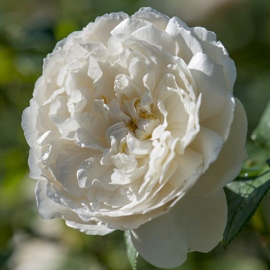 Rosier 'william and catherine' pot de 4l/5l