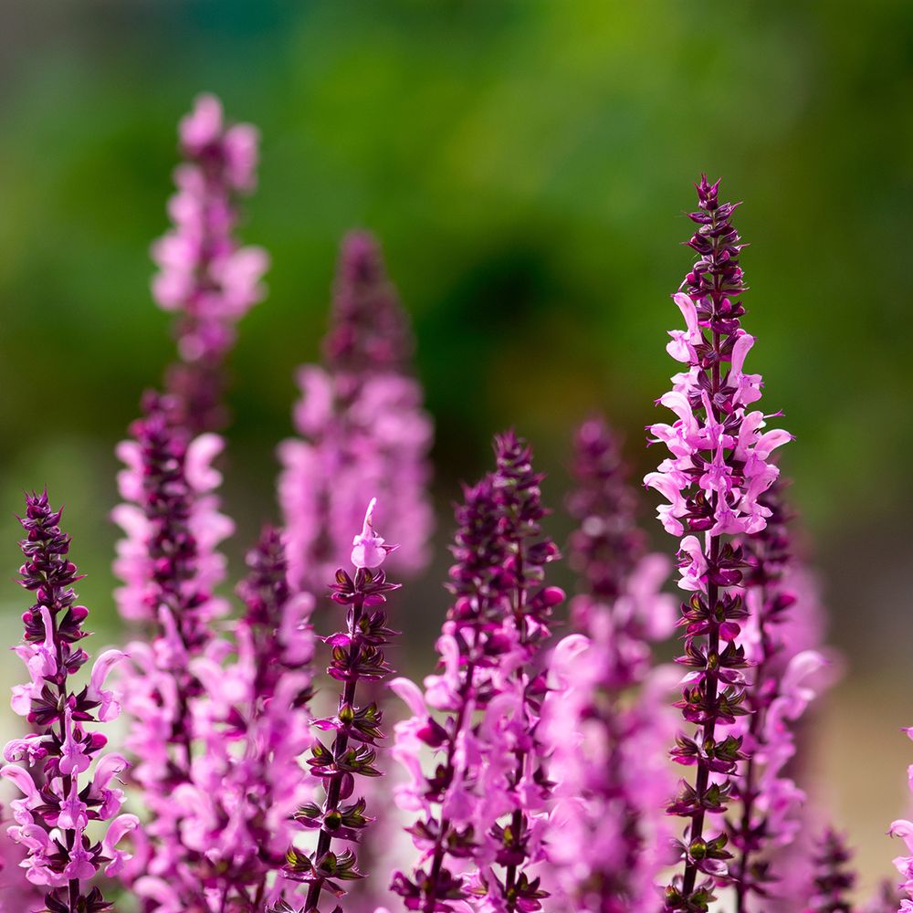 Sauge des bois 'caradonna pink' pot de 2l/3l