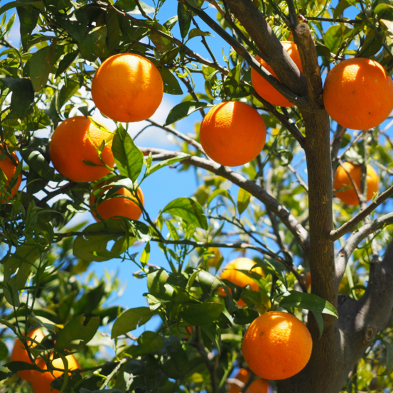 Oranger calamondin - citrus mitis calamondin 115/125cm