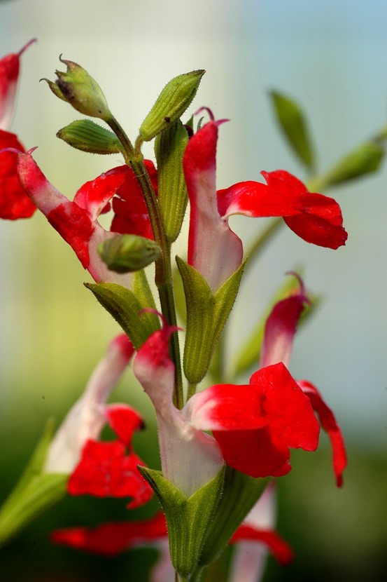 Sauge 'hot lips' - en pot de 3 litres