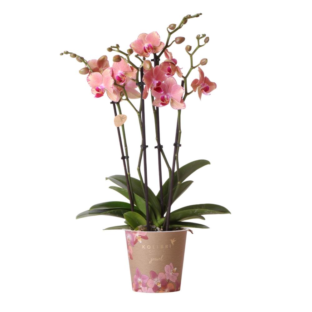 Orchidées colibri - orchidée phalaenopsis orange-rosa - jewel pirate picotee - taille du pot 12cm