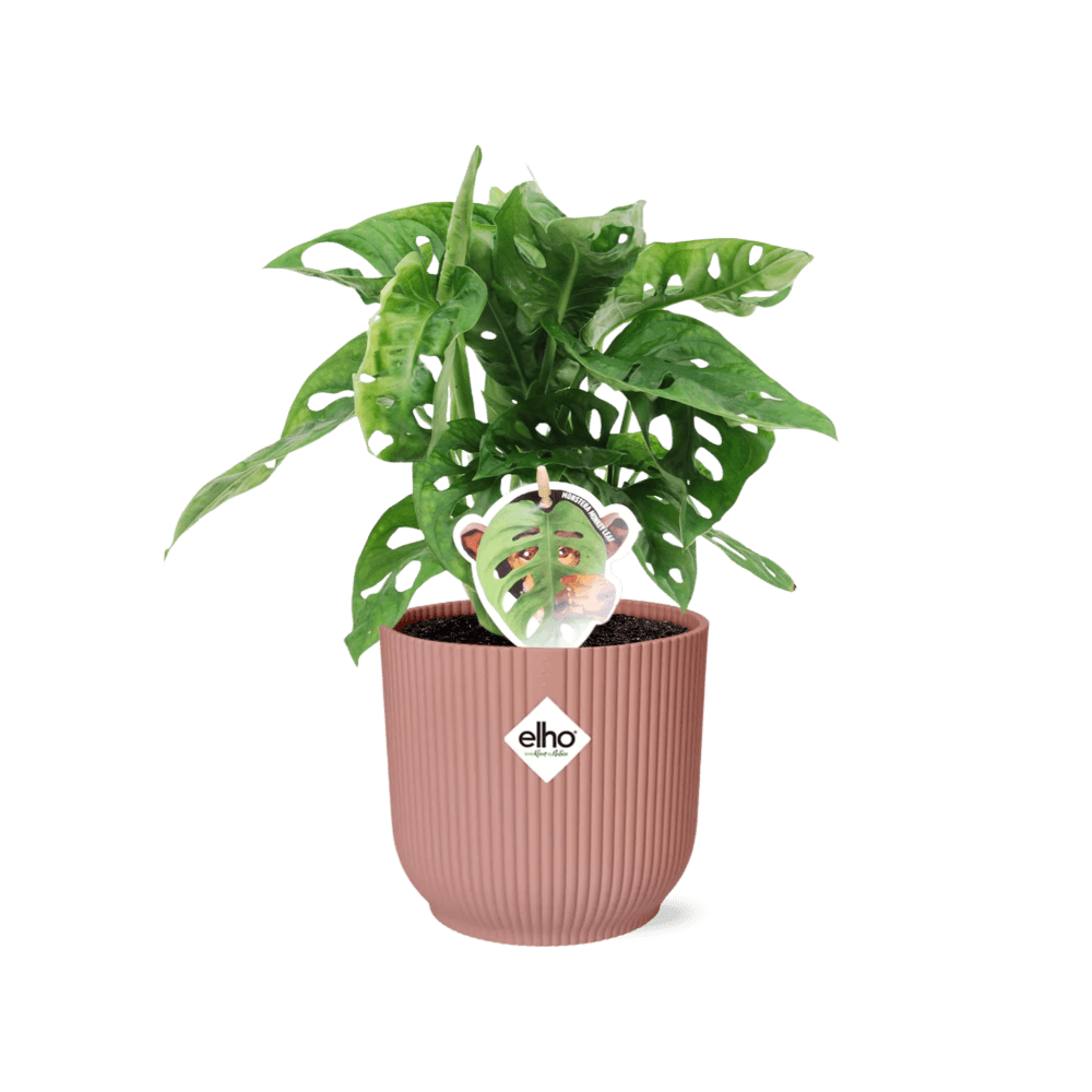 Monstera ‘monkey leaf’ in elho vibes fold 14cm roze - plantes d'intérieur