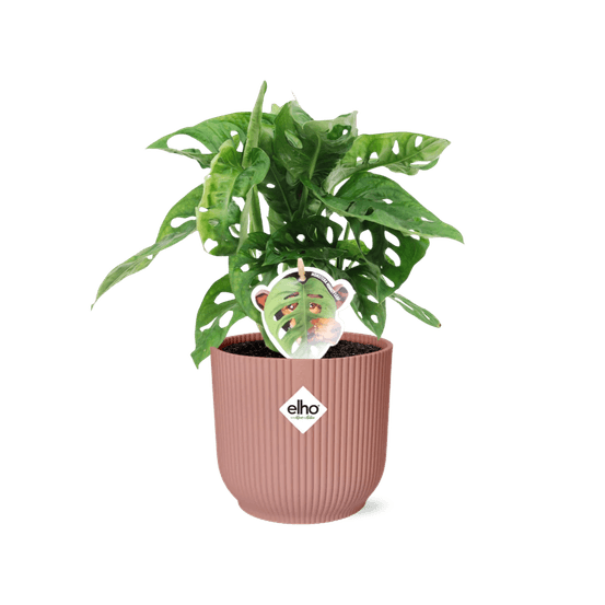 Monstera ‘monkey leaf’ in elho vibes fold 14cm roze - plantes d'intérieur
