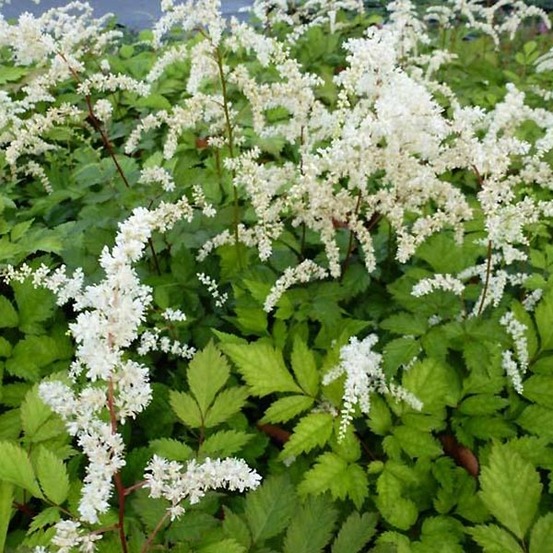 Astilbe de chine 'prof. Van der wielen' godet de 8/9 cm