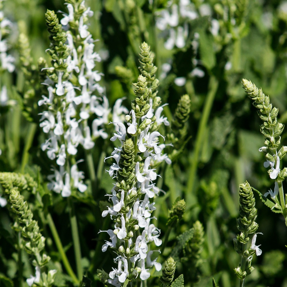 Sauge des prés swan lake - le pot / ø 9cm