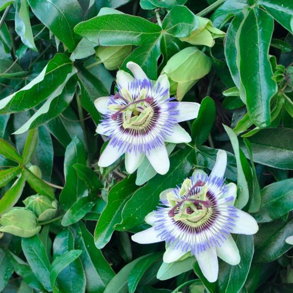 Passiflore bleue - passiflora caerulea 1,5l - 40/60cm