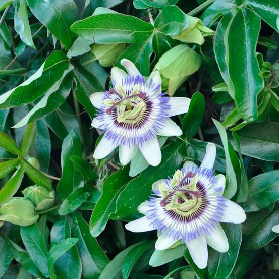 Passiflore bleue - passiflora caerulea 1,5l - 40/60cm