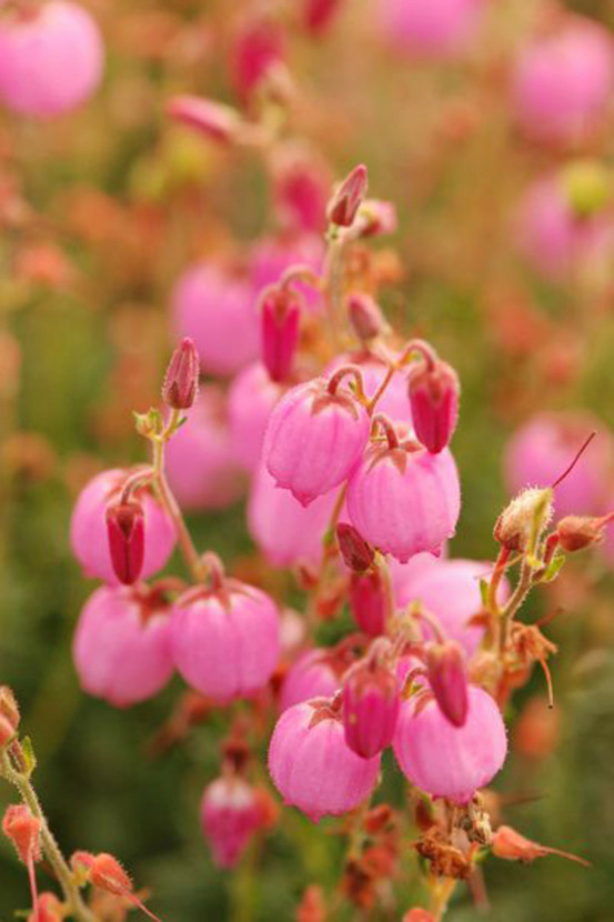 Bruyère d'irlande 'rosella' - en pot de 2 litres