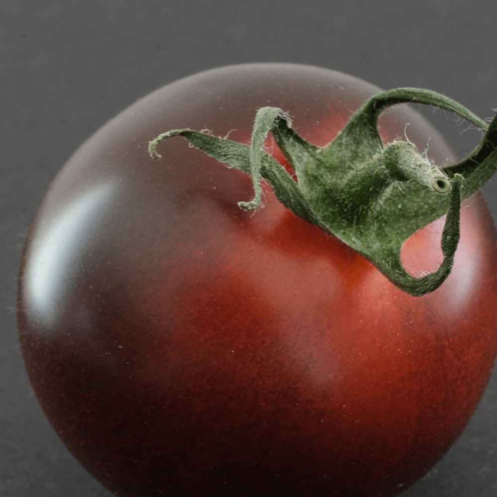 Plant de tomate kakao godet