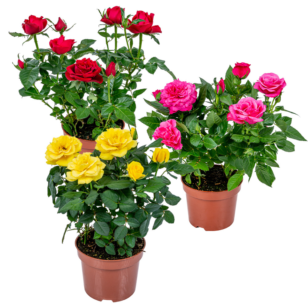 Lot de 3 - rosiers nains - rouge, jaune, rose - 20-30 cm de haut - pot 12 cm