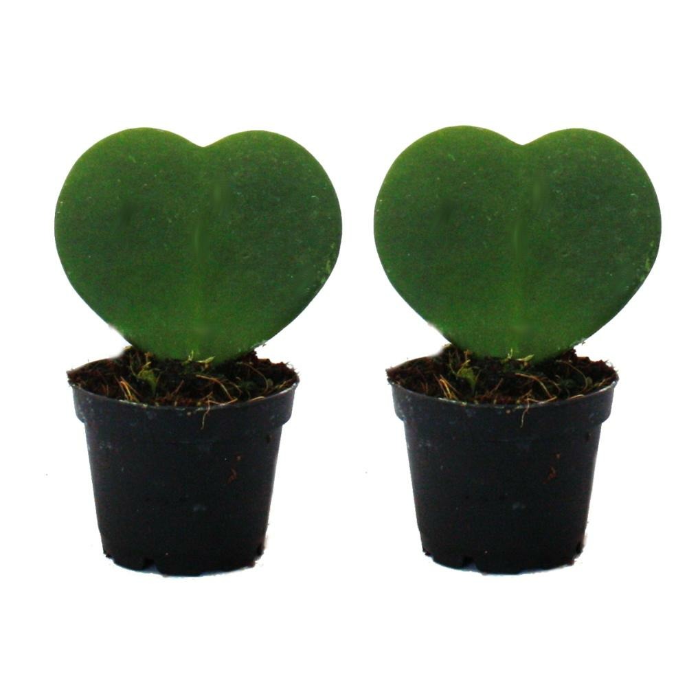 Set de 2 plantes hoya kerii - feuille de coeur, plante de coeur ou petite chérie - en pot de 6cm