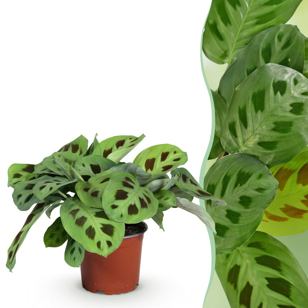 Maranta fascinator kerchoveana - pet-friendly - pot de 12cm - hauteur 25cm - plantes d'intérieur