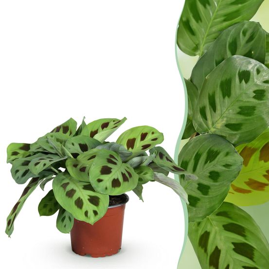 Maranta fascinator kerchoveana - pet-friendly - pot de 12cm - hauteur 25cm - plantes d'intérieur