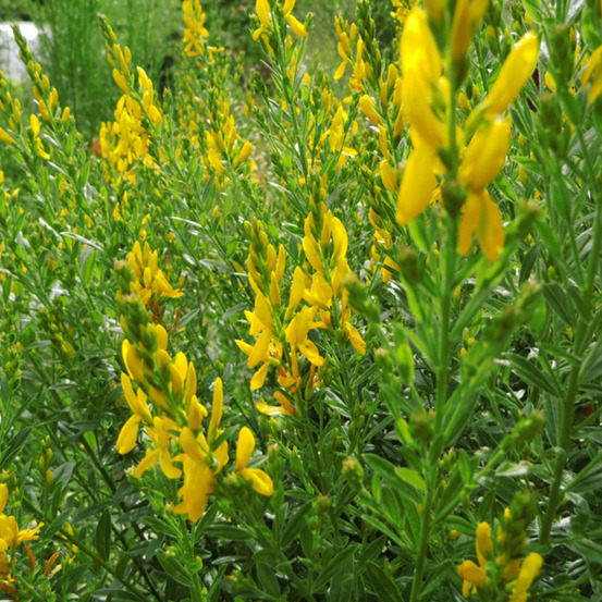 2 x genêt des teinturiers - genista tinctoria 'royal gold' - 30-40 cm pot