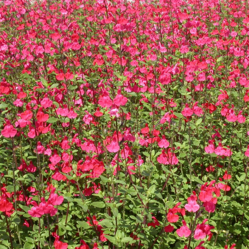 Sauge à petites feuilles royal bumble pot de 4l - 40/60 cm