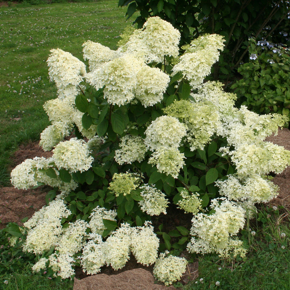 Hortensia paniculé 'dentelle de gorron® 'rencri' ' pot de 3l/4l