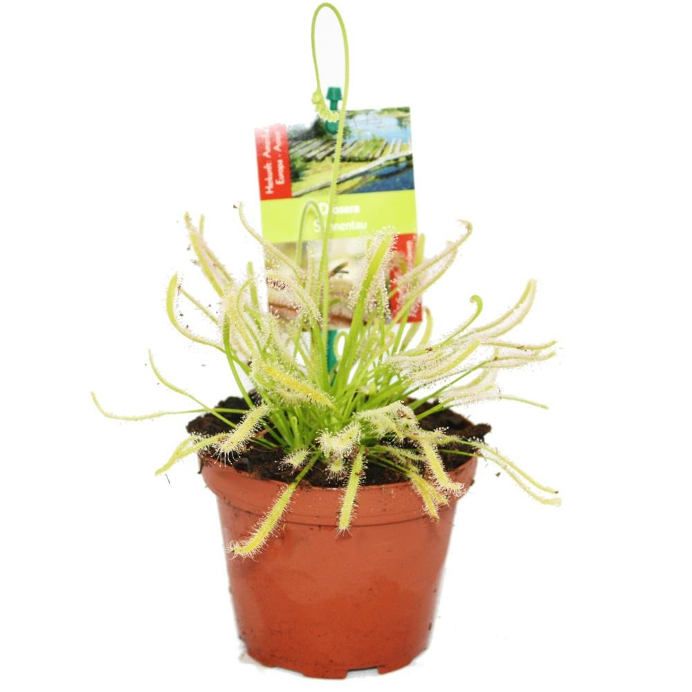 Rosaire - drosera capensis - pot de 9cm